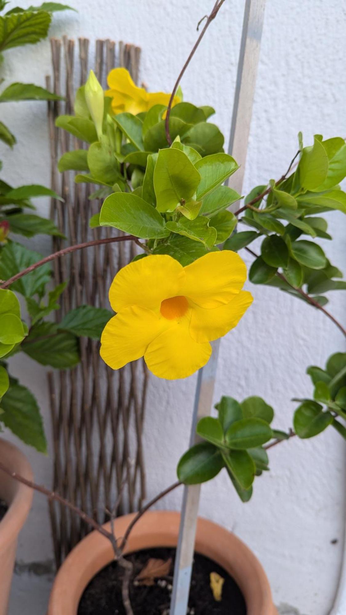 The Botanist Guesthouse สโกเปลอสทาวน์ ภายนอก รูปภาพ