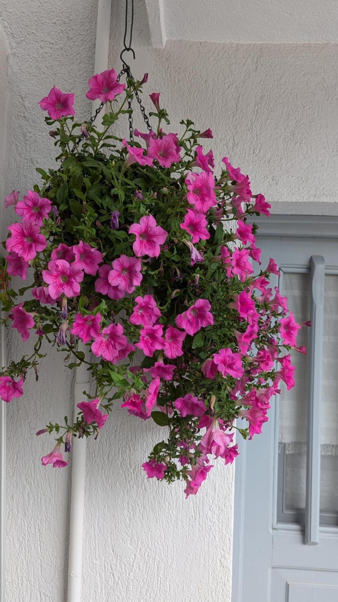 The Botanist Guesthouse สโกเปลอสทาวน์ ภายนอก รูปภาพ
