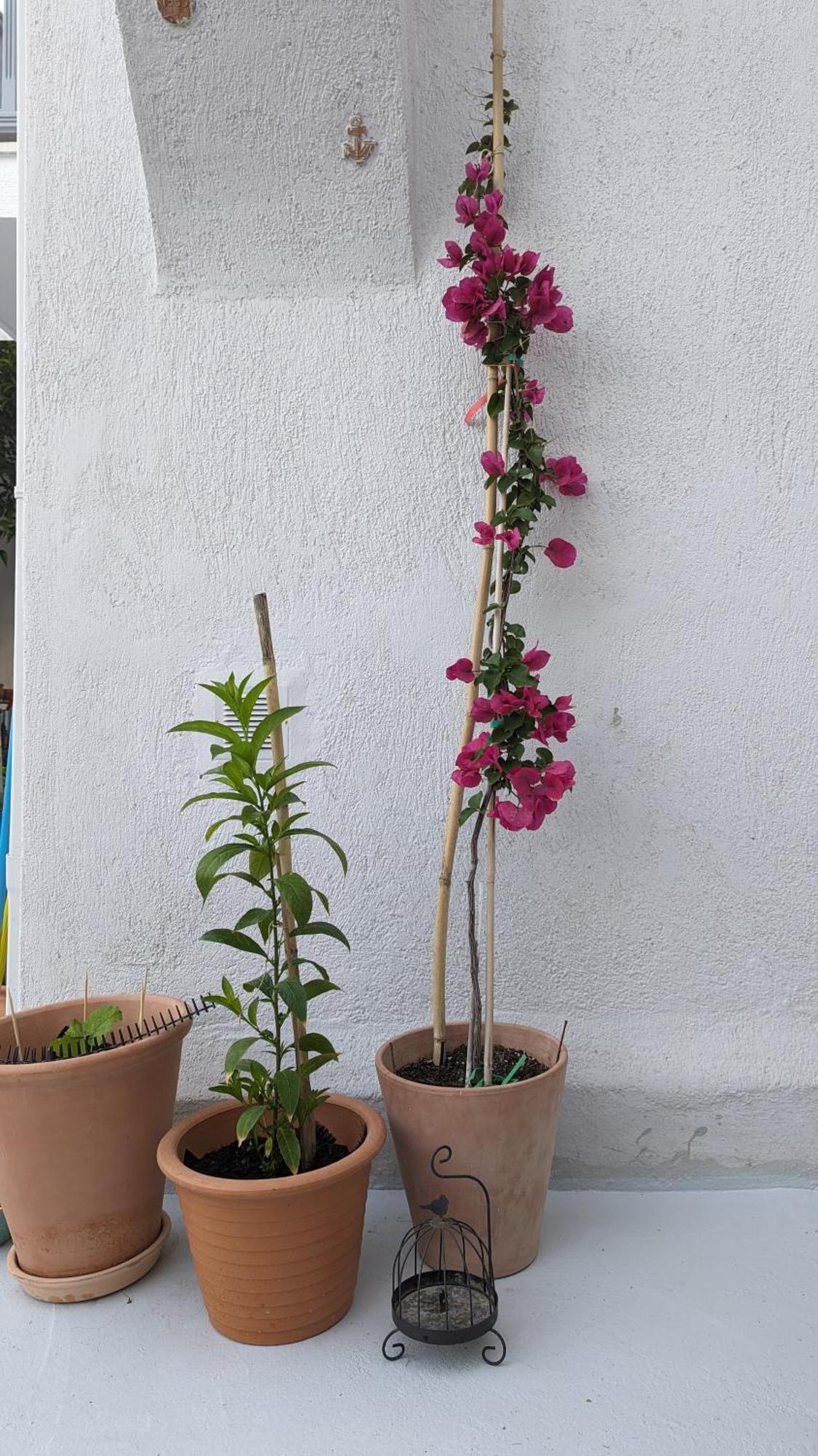 The Botanist Guesthouse สโกเปลอสทาวน์ ภายนอก รูปภาพ