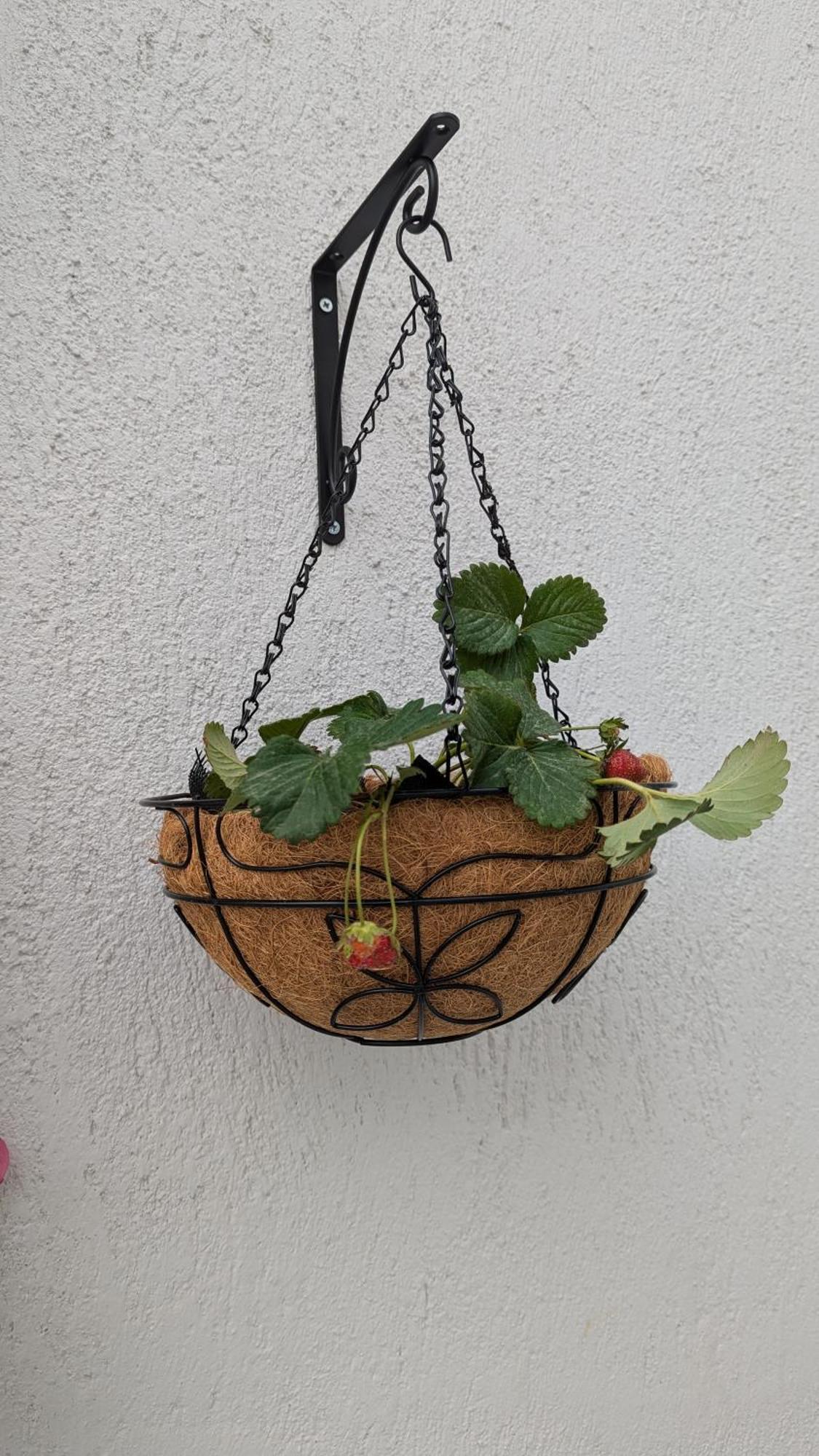 The Botanist Guesthouse สโกเปลอสทาวน์ ภายนอก รูปภาพ