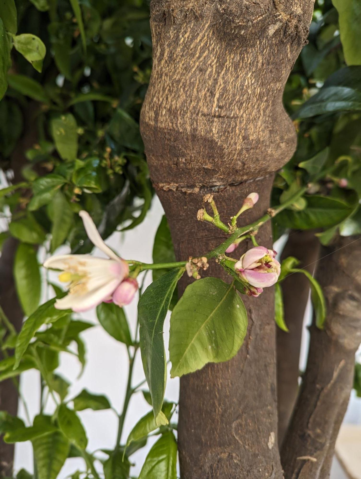 The Botanist Guesthouse สโกเปลอสทาวน์ ภายนอก รูปภาพ