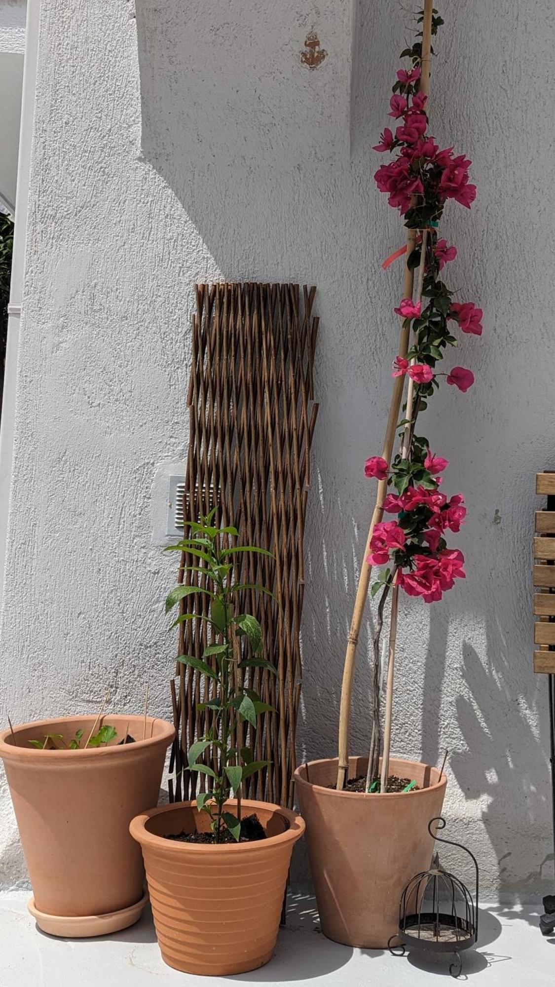 The Botanist Guesthouse สโกเปลอสทาวน์ ภายนอก รูปภาพ